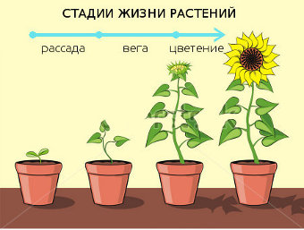 Вегетация